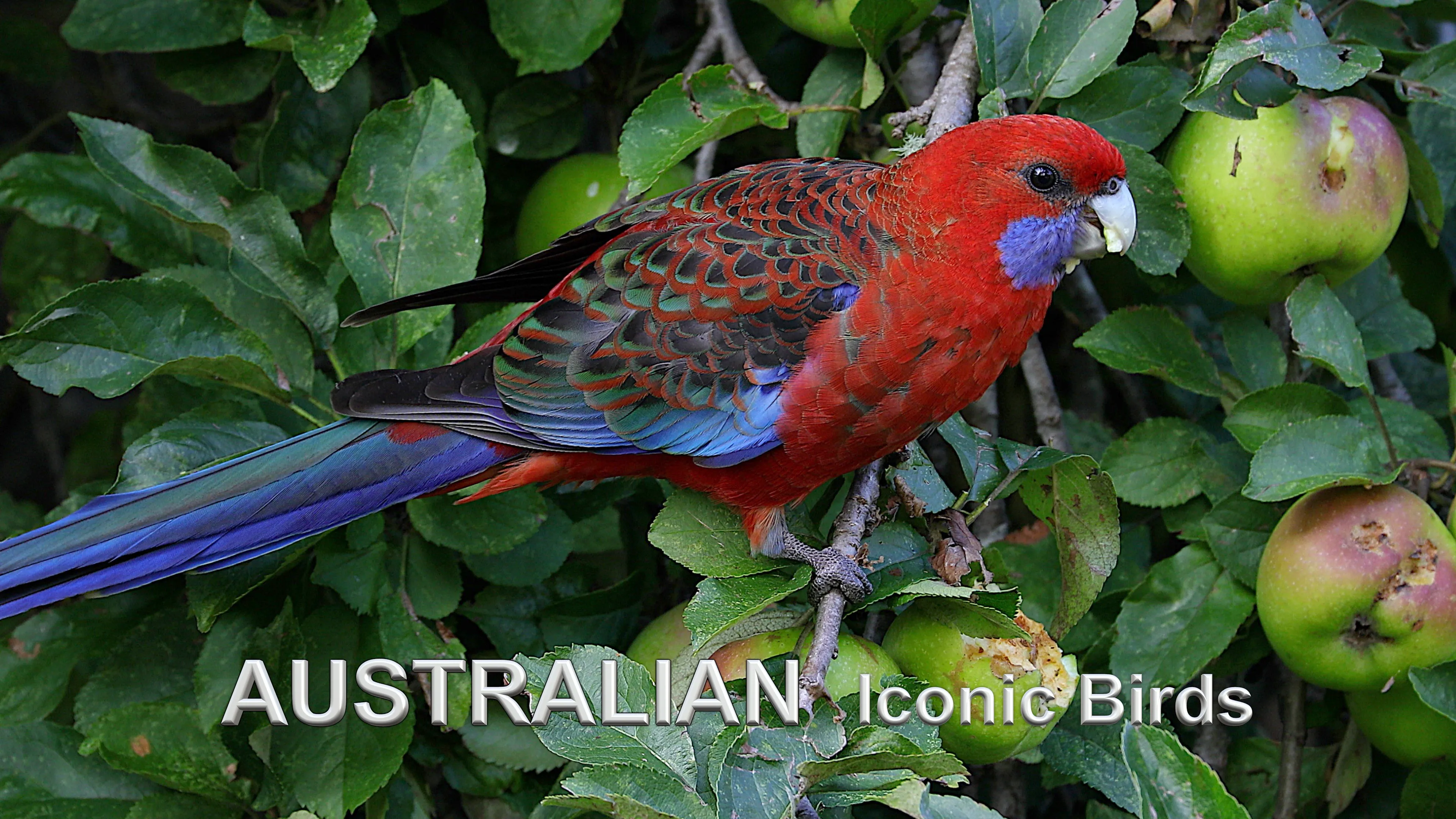 Australian Iconic Birds poster